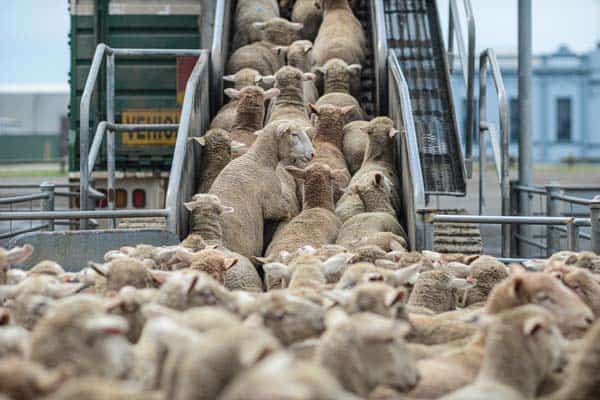 Animal exports sheep loaded onto lorry