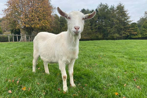 Maisie the goat at Goodheart Farm Animal Sanctuary