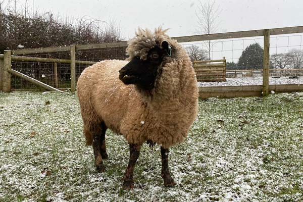 Mindy the rescued ewe