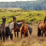 Natural habitatHorses are native to North America. Wild horses are found on open plains, prairies, and steppes (grasslands).