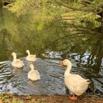 Facts about geese Goodheart Animal Sanctuary