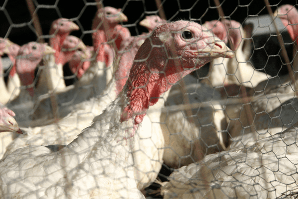 Turkeys within the farming industry