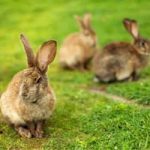 Social structure In the wild, rabbits live in large groups, consisting of several different male (buck) and female (doe) pairs. Pet rabbits should be kept in compatible pairs or groups and never kept with guinea pigs.