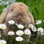 Diet Whether they live in the wild or are kept as pets, all rabbits are herbivores, feeding on plant-based matter such as grass, fruits and vegetables.