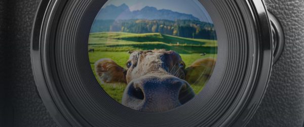 GHAS Farm Animal Photography Competition