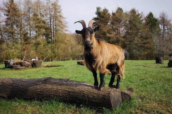 A goat standing on a log