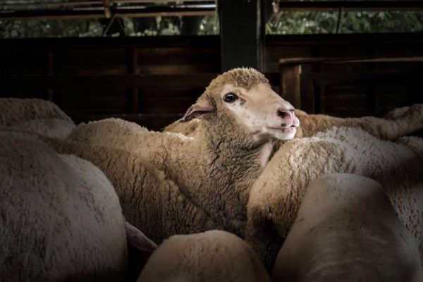 Sheep in farming