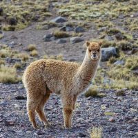 Natural habitat Alpaca originate from South America, inhabiting mainly mountainous or marshy areas.