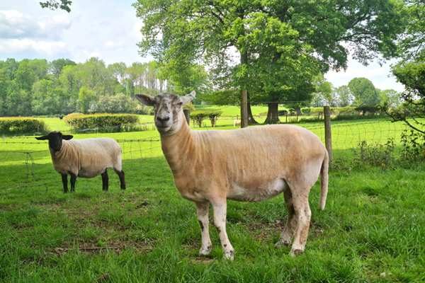 rescued sheep shearing